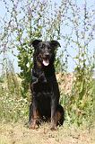 BEAUCERON 298